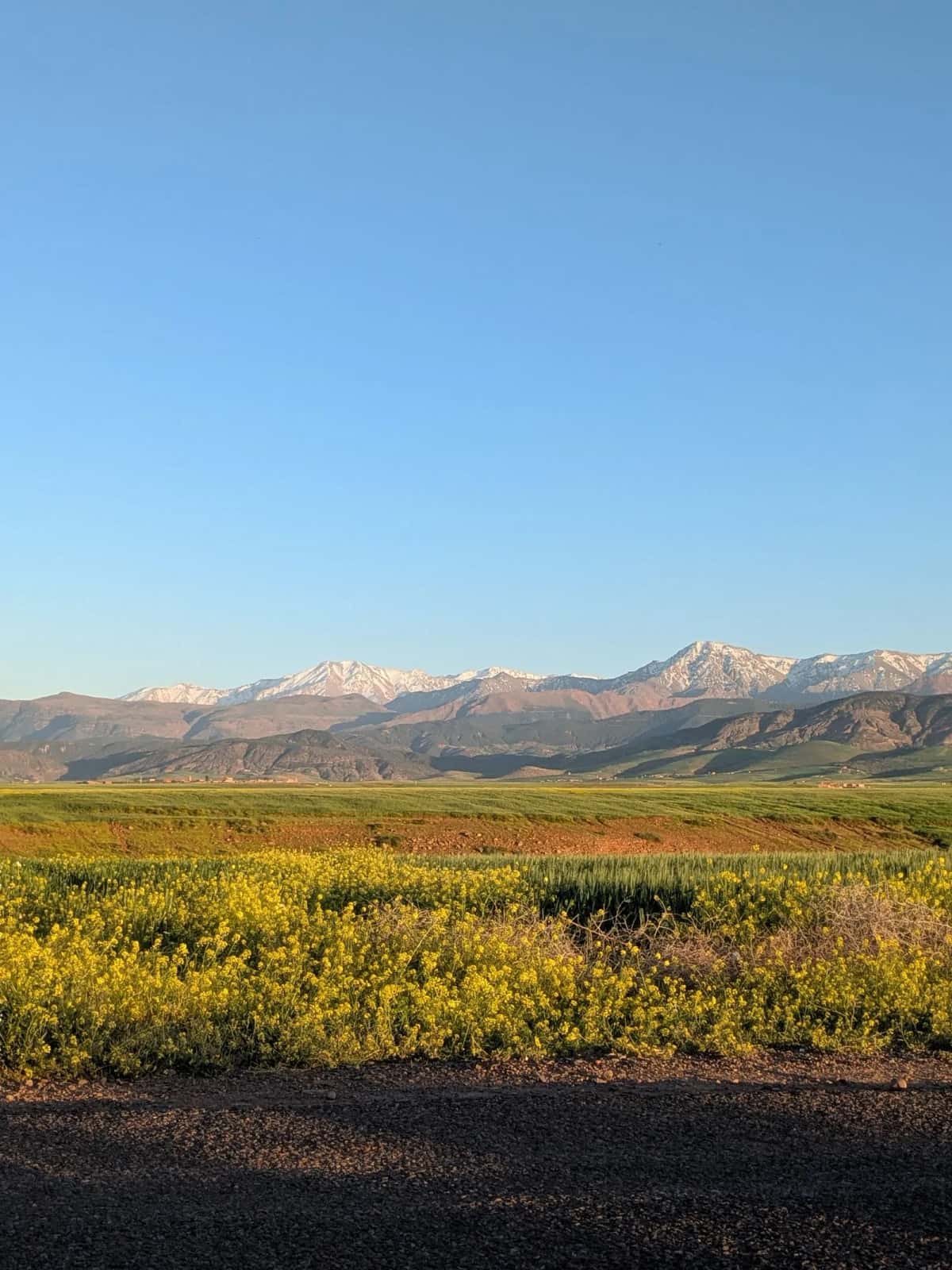Atlas marocain paysage montagne fleurs