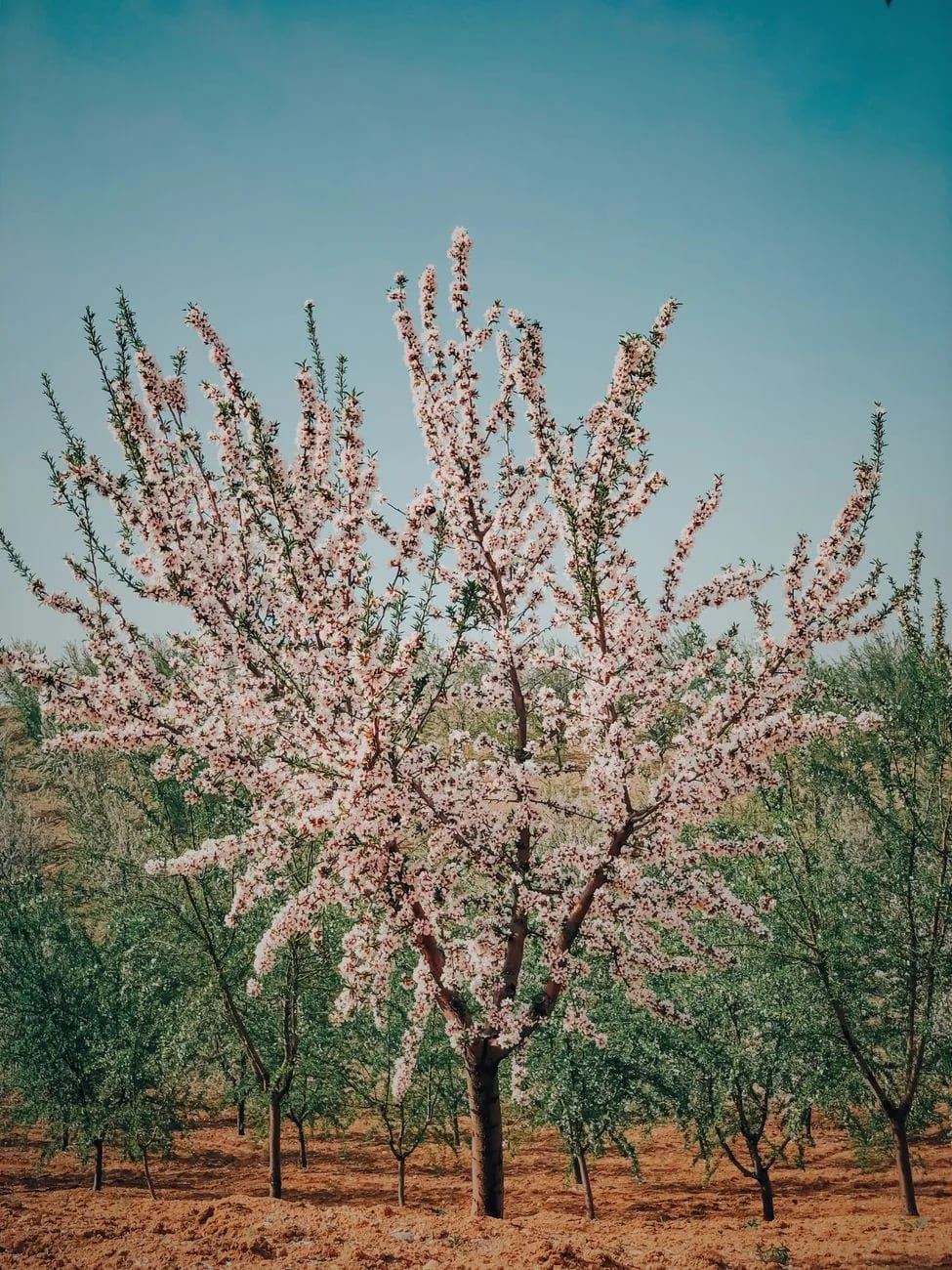 Amandier en fleur sous un ciel bleu, floraison de printemps au Maroc